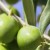 Profilbild von olive